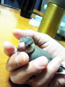 桜文鳥のクー（2ヶ月半）。ヒナ換羽中。