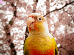 桜より輝いてるのだ！どやっっ！！