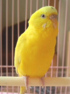 右足の指が伸びたままの状態