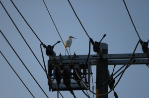 電柱の上のコサギ　へえ、そんなとこに