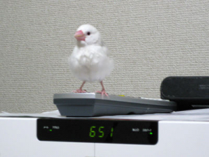 ヒナの頃のまめ。新入りなのにこの風格…