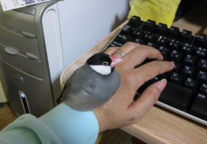 文鳥用語「もち」状態。ぴょんたろう