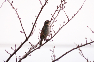 気持ちよさそうに鳴いてます