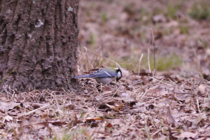 シジュウカラ　地上にいたから撮れた？