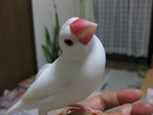 今ではこんなにかわいくなりました。