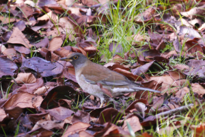 シロハラ　お食事中でした