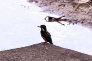 別角度のカワセミ　ピントが合ってれば、、