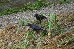 白羽まじりのカラスの子