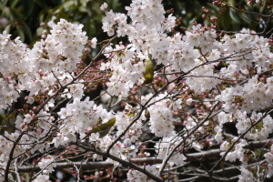 蜜を吸ってます