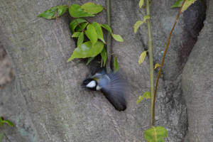 親鳥、2分に1回エサ運んでます