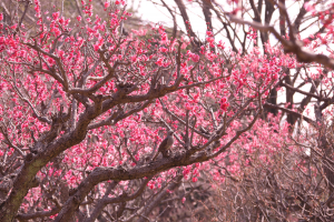 風情ある？梅とヒヨドリ
