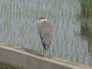 前からいた子　若鳥？