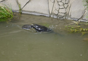 濁流だけど見つかるかな