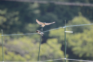 飛行訓練？がんばれー