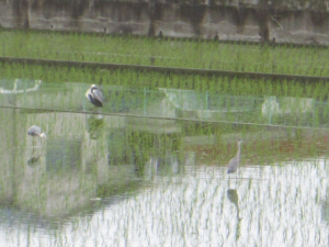 ３羽います