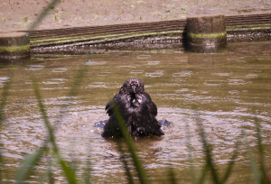 カラスの行水２　ちょっと休憩