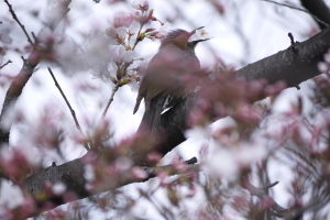 ヒヨドリ　花ごとバクッ