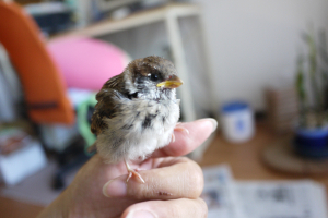 チロちゃん　ごはんが顔についてる、、