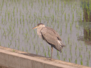 近いって