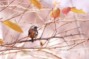 紅葉が背景に入るとなんかウレシイ