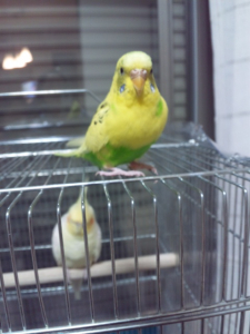大好きなアルﾁｬﾝの篭の上で♪