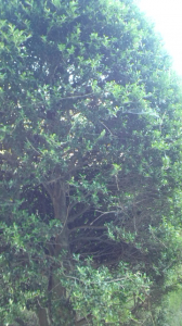 先週の月曜日・・・植木に藁が
