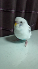 プックリ可愛いけど…明日からダイエット！