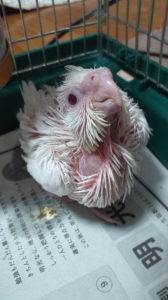 お迎え当初のチロ