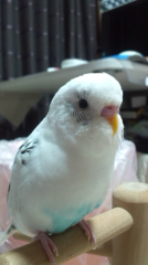 デブでも可愛いけど・・・長生きしてほしい