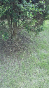 植木の下もこんな感じです