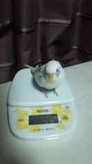 本日の体重４５グラム(＠_＠)