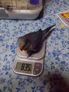挿し餌終了時の体重