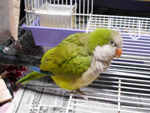 ボワ〜っと膨れた状態