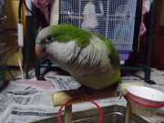 里子で家に新しく来た仔です。