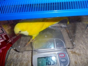 オキナインコ（ルチノー）の体重・・78.5g