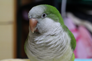 健康なオキナインコ
