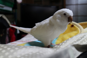 アルビノです。体重は軽いです。