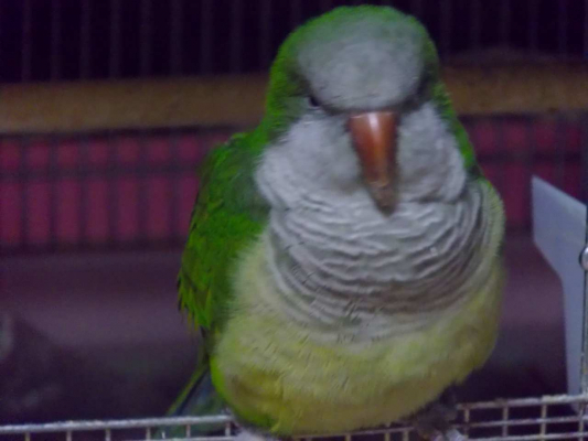 鳥の愛鳥自慢 特技 オキナインコ お迎えします とりっち インコなど鳥の日本最大級sns