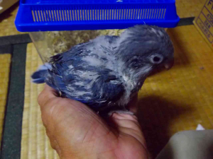 生後1ヶ月のオキナインコ