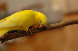 ユーカリかじかじでち♪