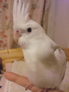 登録ありがとうですぅ。。　シナ。