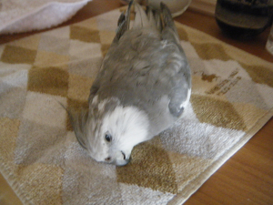 亡くなった時のこざちゃんです。