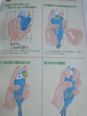 鳥さんの保定の仕方です。