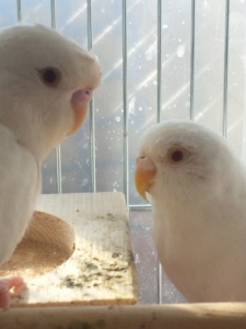 応援してるよっ。僕も私も