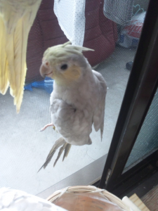 セミになったオカメインコ