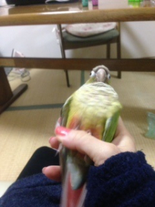 ありゃ〜にょきにょきウロコ具が出てもた〜