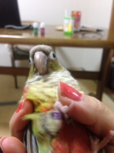 飼い主「ウロコ手巻き〜」