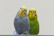 左がまめた、右がミントです(*´∀｀*)