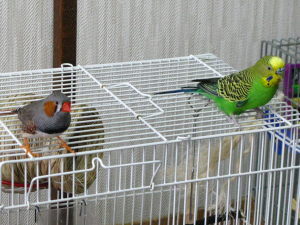 大柄なキンカチョウと小柄なセキセイインコ