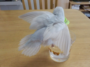 羽もきれいに生えそろいました